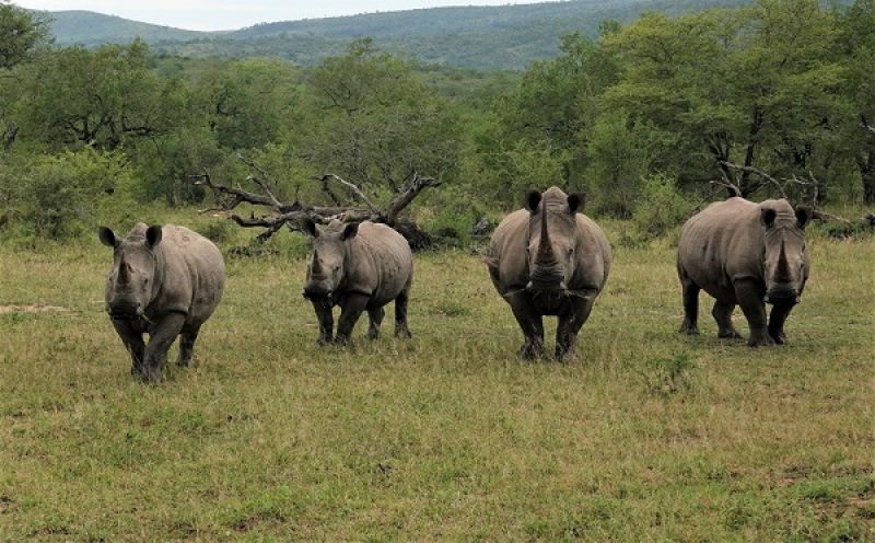 Tomáš Hájek: Jihoafrická republika – brána do Afriky