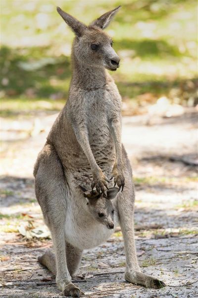 Austrálie aneb na skok u protinožců